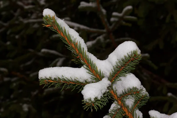 Neve Ramo Uma Árvore Natal Jarda Kharkiv Ucrânia — Fotografia de Stock
