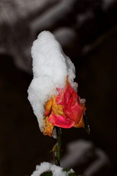 Krzewy Róż Posypane Śniegiem Charków Ukraina — Zdjęcie stockowe