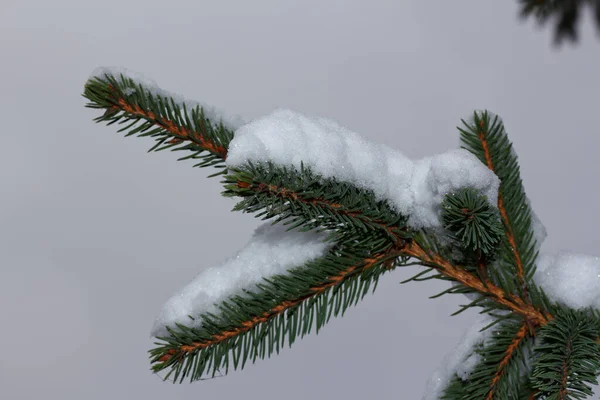 Snow Branch Christmas Tree Yard Kharkiv Ukraine — Stock Photo, Image