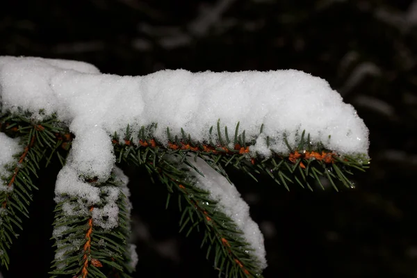 Snow on a branch of a Christmas tree in the yard, Kharkiv, Ukraine