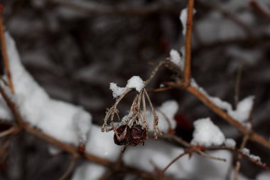 Karda kırmızı viburnum var, Ukrayna, Harkiv 'de.