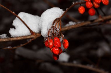 Karda kırmızı viburnum var, Ukrayna, Harkiv 'de.