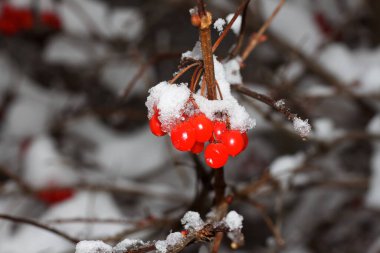 Karda kırmızı viburnum var, Ukrayna, Harkiv 'de.