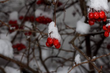 Karda kırmızı viburnum var, Ukrayna, Harkiv 'de.