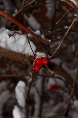 Karda kırmızı viburnum var, Ukrayna, Harkiv 'de.