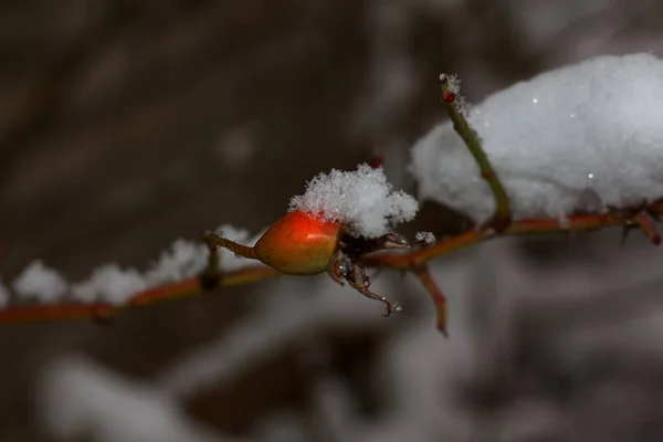 Оранжевый Шип Ветке Снегу Харьков Украина — стоковое фото