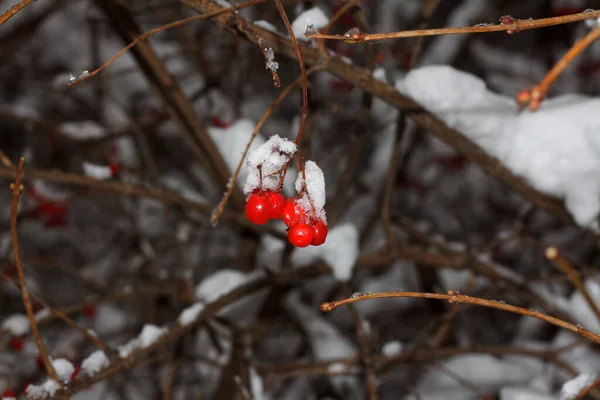 Червоний Вібурнум Снігу Гілці Харкові Україна — стокове фото