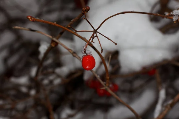 Красный Вибурнум Снегу Ветке Харьков Украина — стоковое фото