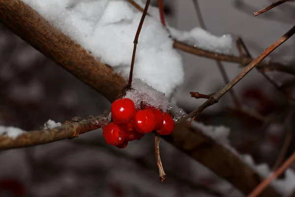 stock image Red viburnum in the snow on a branch, Kharkiv, Ukraine