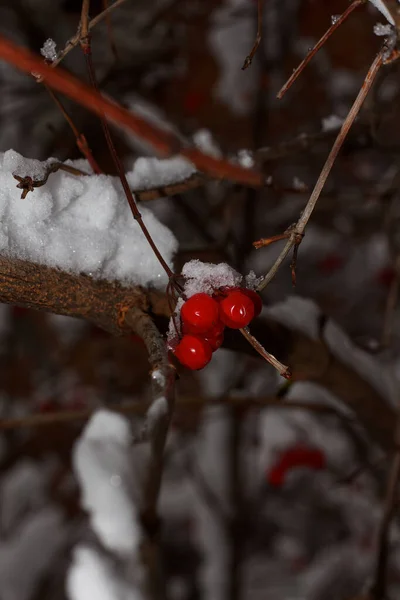 Красный Вибурнум Снегу Ветке Харьков Украина — стоковое фото
