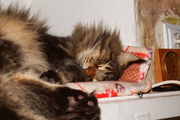 Retrato Gato Maine Coon Cinza Engraçado Kharkiv Ucrânia — Fotografia de Stock