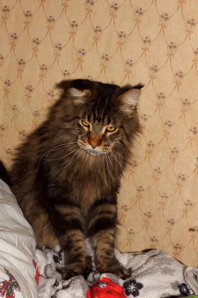 Retrato Divertido Gato Maine Coon Gris Kharkiv Ucrania —  Fotos de Stock