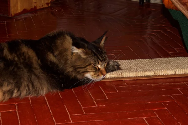 ปภาพแมวเมนค เทาตลก คาร เครน — ภาพถ่ายสต็อก