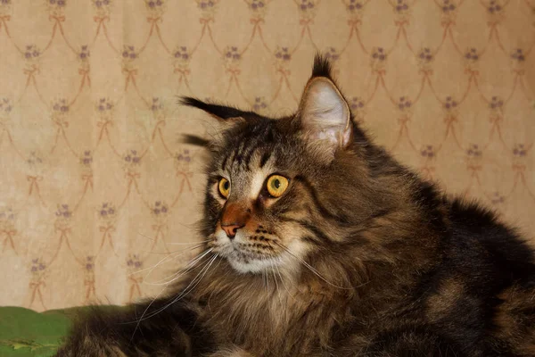 Retrato Divertido Gato Maine Coon Gris Kharkiv Ucrania — Foto de Stock