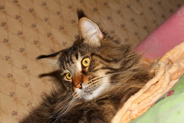 Retrato Divertido Gato Maine Coon Gris Kharkiv Ucrania —  Fotos de Stock