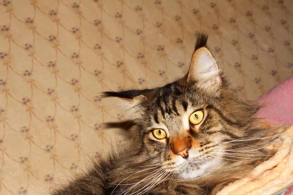 Porträt Einer Lustigen Grauen Maine Coon Katze Charkiw Ukraine — Stockfoto