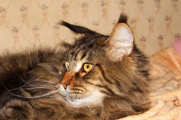 乌克兰哈尔科夫 一只有趣的灰色缅因州猫的肖像 — 图库照片