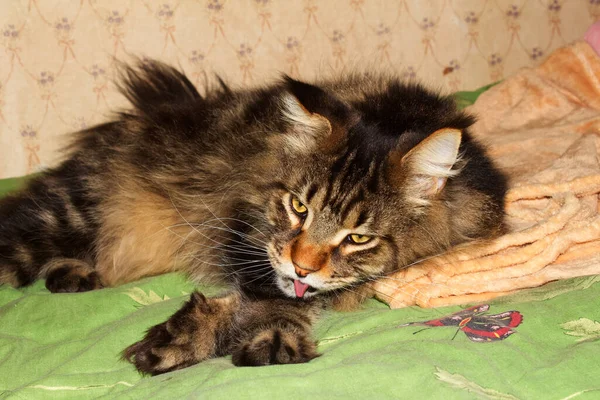 面白い灰色のメインコーン猫の肖像 ハリコフ ウクライナ — ストック写真