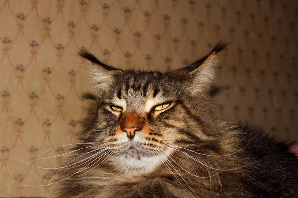 우크라이나 하르키우 메인주 코온에 재미있는 고양이의 — 스톡 사진