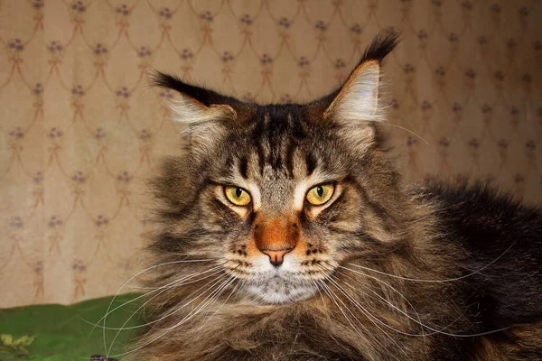 Portrait Funny Gray Maine Coon Cat Kharkiv Ukraine — Stock Photo, Image