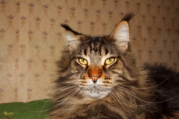 乌克兰哈尔科夫 一只有趣的灰色缅因州猫的肖像 — 图库照片