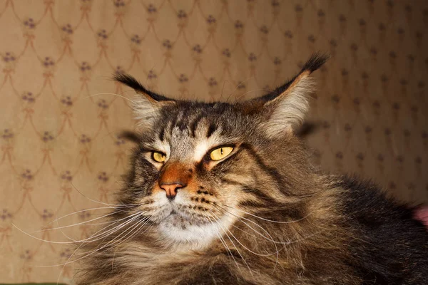 Retrato Divertido Gato Maine Coon Gris Kharkiv Ucrania — Foto de Stock