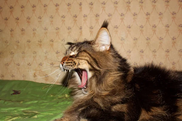 Portrait Funny Gray Maine Coon Cat Kharkiv Ukraine — Stock Photo, Image