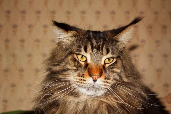 面白い灰色のメインコーン猫の肖像 ハリコフ ウクライナ — ストック写真