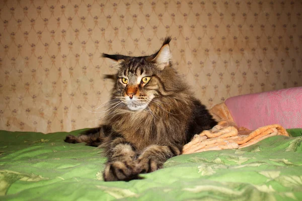 우크라이나 하르키우 메인주 코온에 재미있는 고양이의 — 스톡 사진