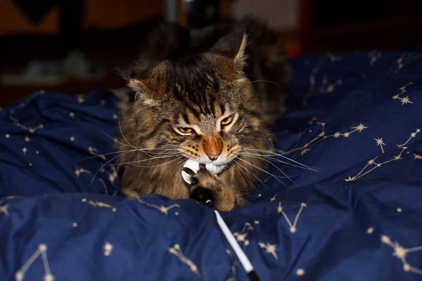 Neşeli bir Maine Rakunu 'nun portresi, Kharkiv, Ukrayna