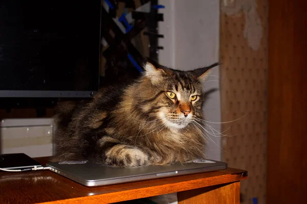 Porträt Einer Fröhlichen Maine Coon Katze Charkiw Ukraine — Stockfoto