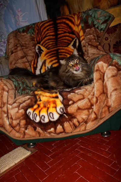 乌克兰哈尔科夫 一只快乐的缅因州猫的肖像 — 图库照片