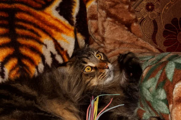 陽気なメイン州の繭の猫の肖像 ハリコフ ウクライナ — ストック写真