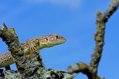Kertenkele bir dala poz veriyor, portre, makro, Harkiv, Ukrayna