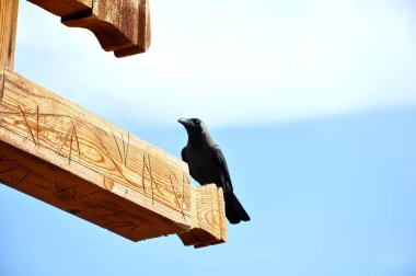 Siyah karga ahşap çatıda oturur. Şeyh Sharm. Mısır