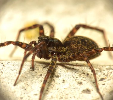 Pardosa Milvina bir taşın üzerinde oturuyor, makro. Harkov. Ukrayna