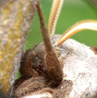 Laothoe populi or Poplar hawk macro photography. Kharkov. Ukraine