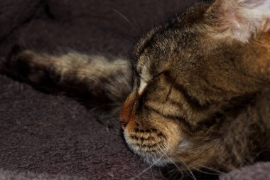 Portrait of a gray Maine Coon cat. Kharkov, Ukraine
