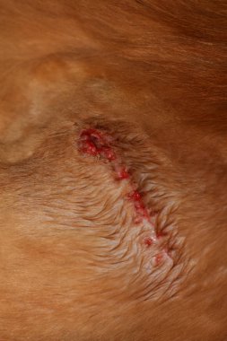 Wound after removal of stitches in a red Maine Coon cat. Kharkov, Ukraine
