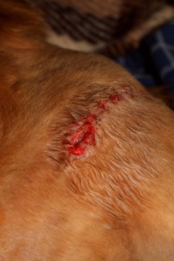 Wound after removal of stitches in a red Maine Coon cat. Kharkov, Ukraine