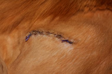 Suture after surgery on the hip of a red Maine Coon cat.  Kharkov, Ukraine