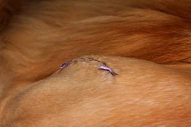 Suture after surgery on the hip of a red Maine Coon cat.  Kharkov, Ukraine