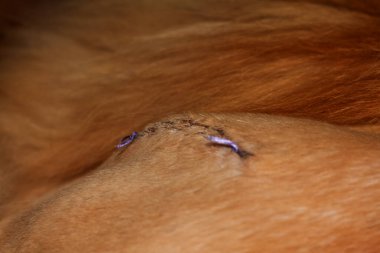 Suture after surgery on the hip of a red Maine Coon cat.  Kharkov, Ukraine