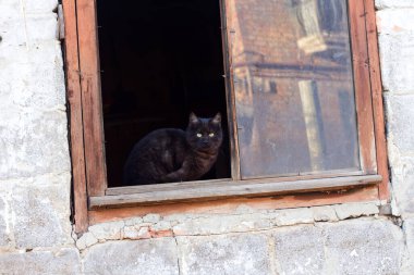 Genç siyah kedi ahırın yanında. Harkov, Ukrayna
