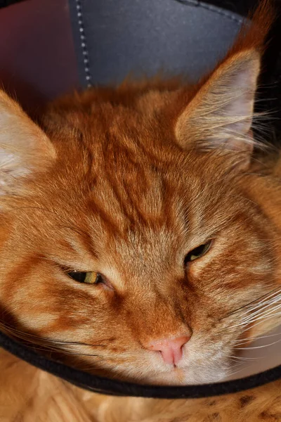 Red Maine Coon cat in a collar after surgery. Kharkov, Ukraine