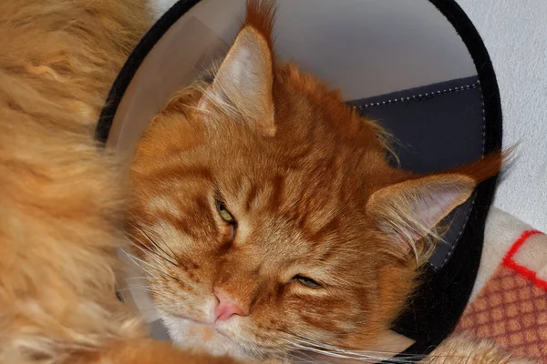 Red Maine Coon cat in a collar after surgery. Kharkov, Ukraine