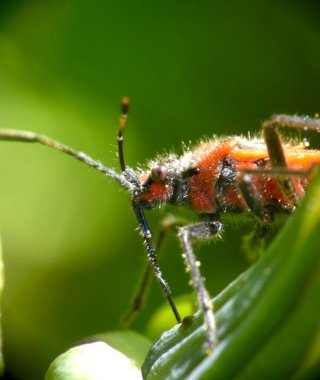 Pyrrhocoris apterus or soldier bug on a green leaf.  Macro.  Kharkov, Ukraine