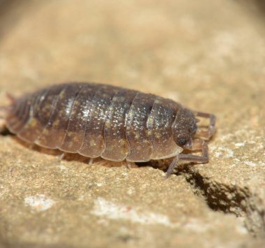 Oniscidea or wood lice on a stone.  Macro.  Kharkov, Ukraine
