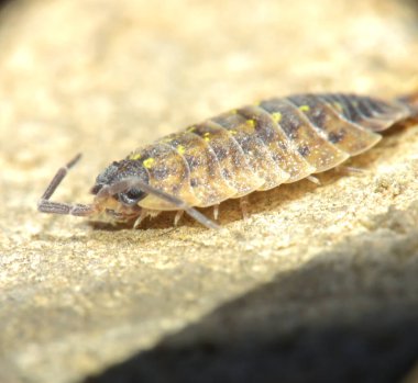 Oniscidea or wood lice on a stone.  Macro.  Kharkov, Ukraine