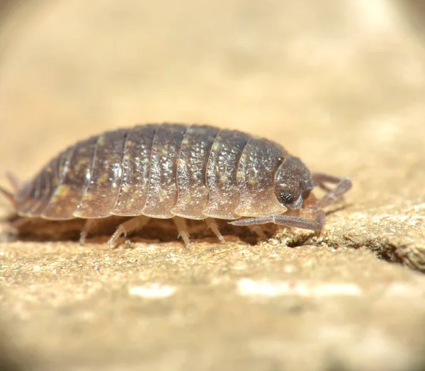 Oniscidea or wood lice on a stone.  Macro.  Kharkov, Ukraine